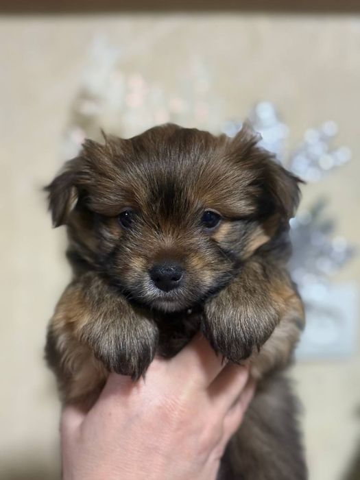 Продаются щенки шпиц помесь с ёркам! Два мальчика!