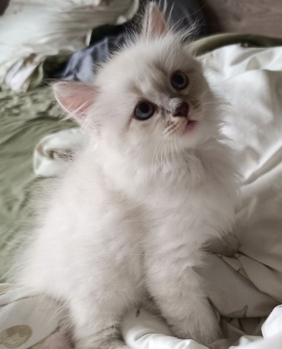 Маленькие Котята