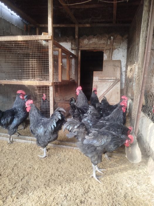 Петухи Астролопт