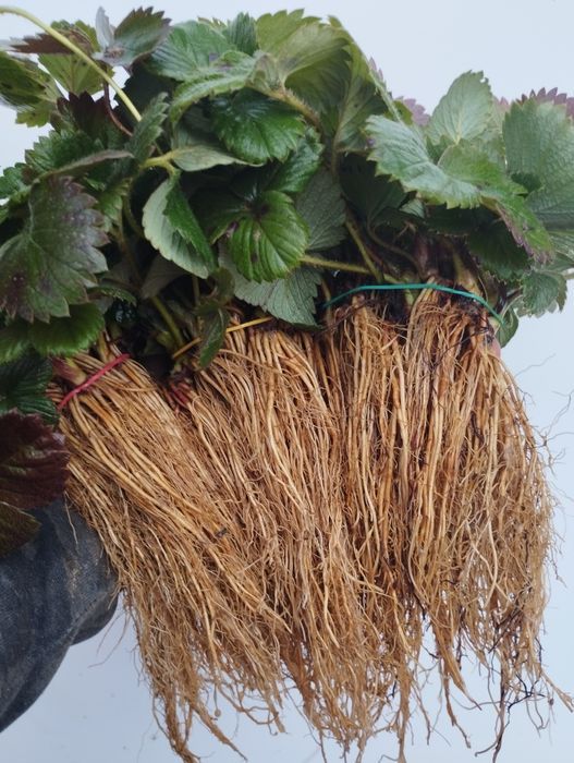 Разсад ягоди,перфектно качество