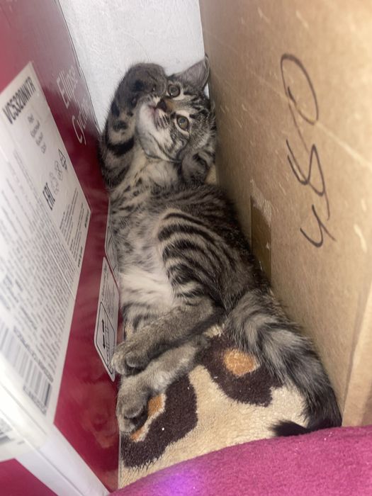 Котенок девочка 3 месяца