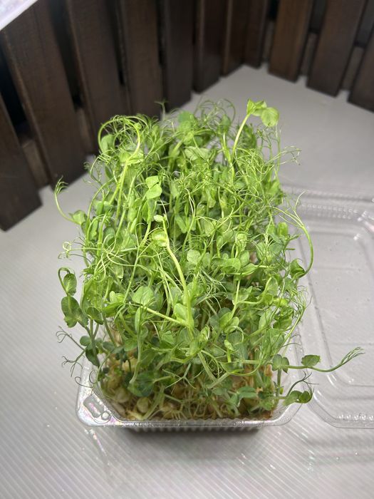 Свежая зелень - горох