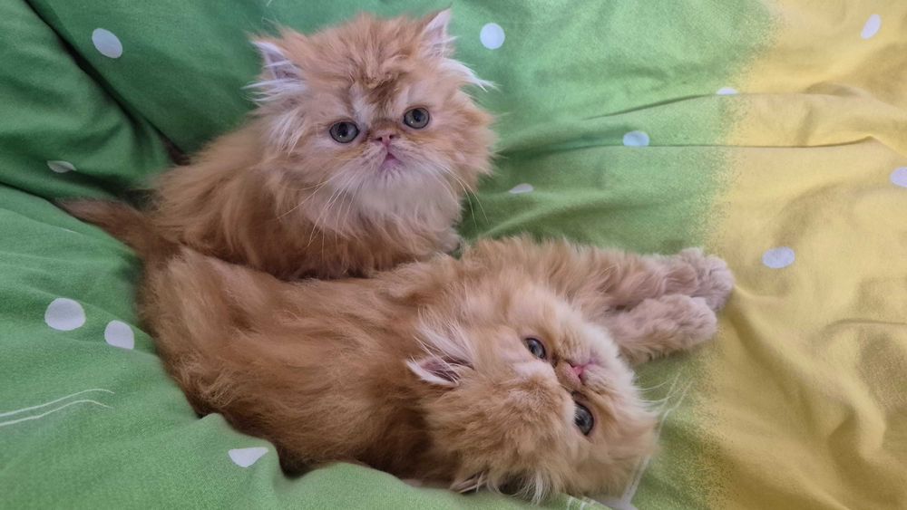 Pisici persane orange cu botic turtit