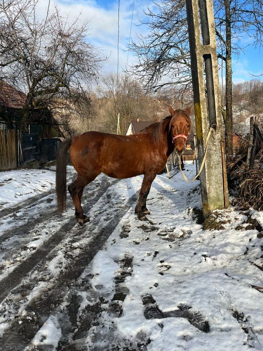 Cal de vânzare comuna pucheni,  65 de milioane