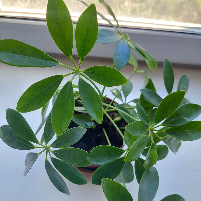 Продам  шеффлеру