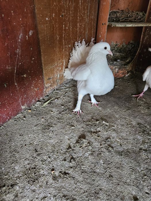 Schimb 5 rotari cu o pereche de kingi