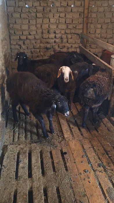 Сатылмда кошкар 8 бас