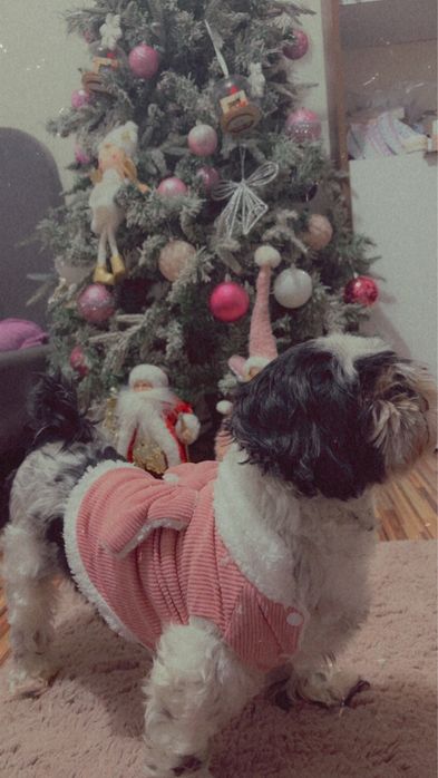 Pet sitter catelusi de talie mica si medie