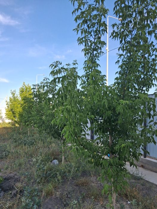 Дом 75 кв м Талгайран 2 , 7 улица , 22 дом