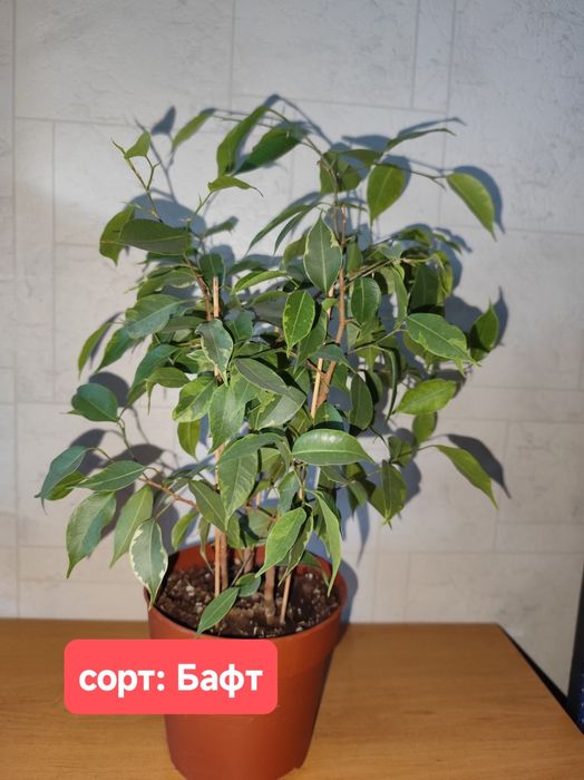 Фикусы Бенджамина