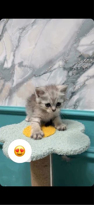 Скотиш страйт серебро шиншилла