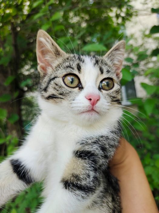 Отдам котёнка в хорошие руки