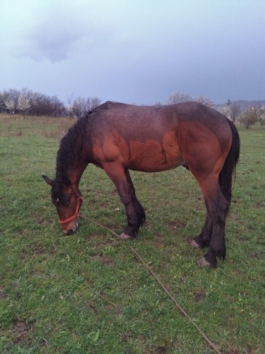 Vând manz  un an si 10 luni