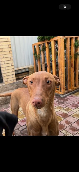 Фараонова собака