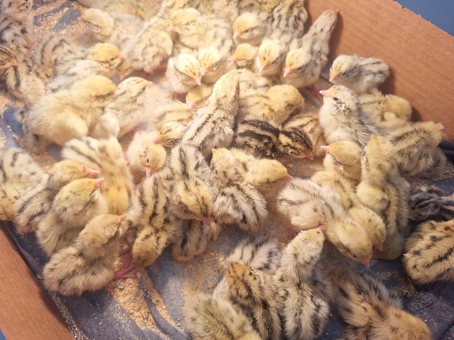 Пъдпъдъци на 10 дни със всички лекарства и ваксини