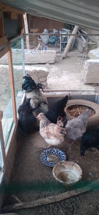 Tovuqlari bilan birga tovuqxona