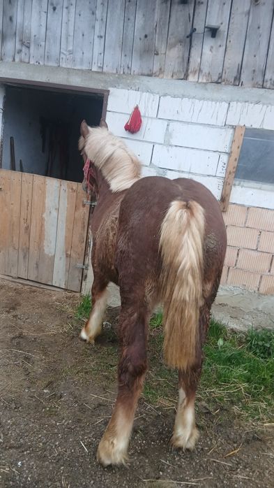 Mânz de vânzare pentru detalii la telefon dețin si pemamasa