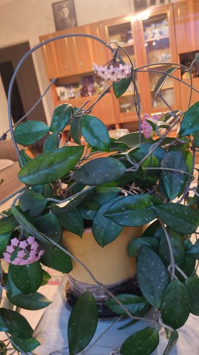 Хойя - Восковой плющ