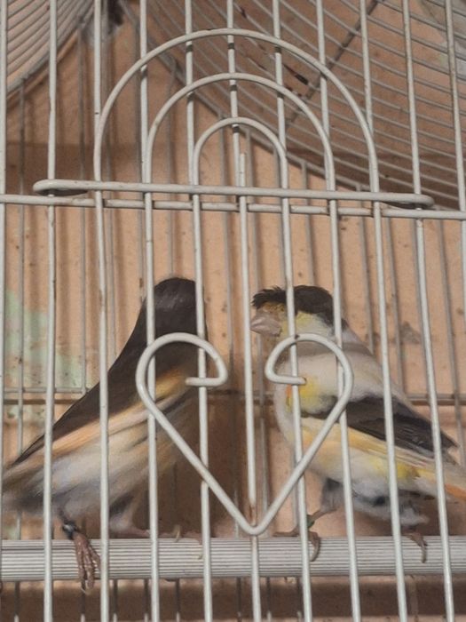 Vand o pereche de papagali  canari portughez