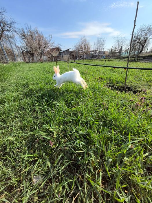 Cadou de Paște alb sau gri