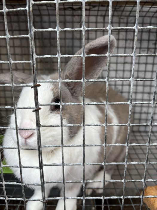 Продам зайку за 2000