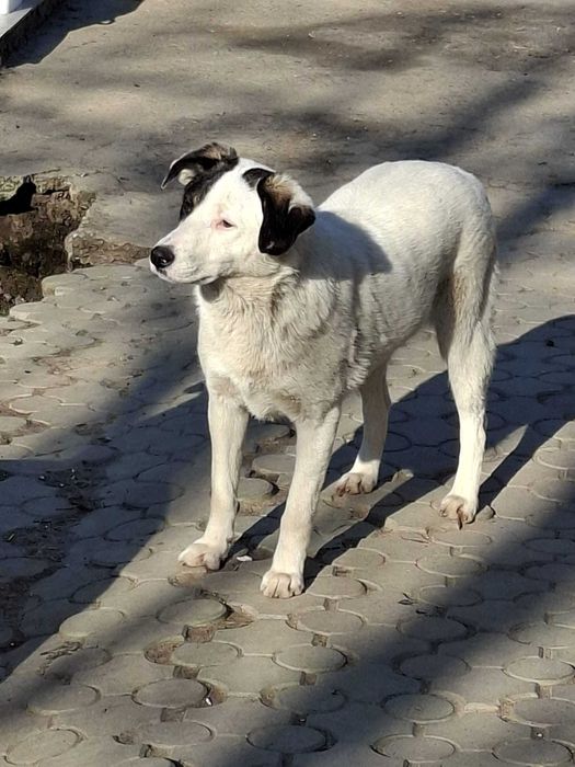 Donez catelusa de 10 luni sterilizata