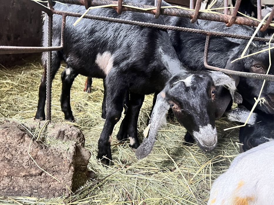 Iedute anglonubian si tapisori rasa pura