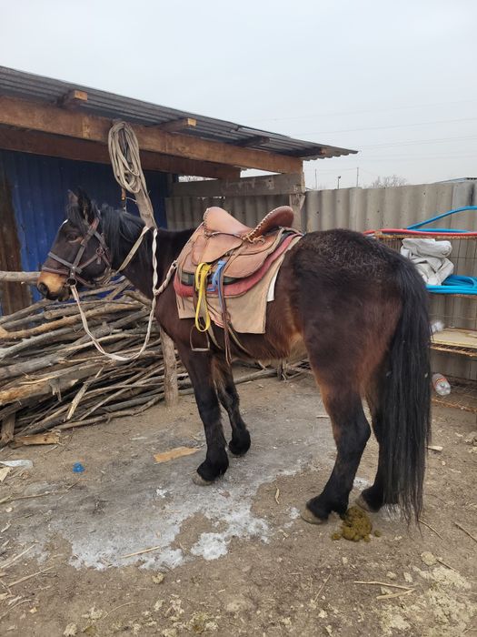 Пишпе жуас ат...