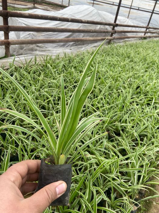 Honaki gul o’zidan kislarot chiaqruvchi gul