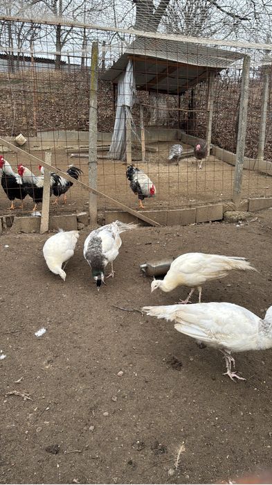 Pauni  varietati multiple