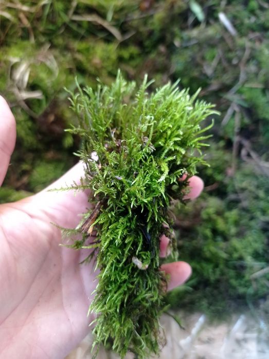 Мох (грунт улиткам)