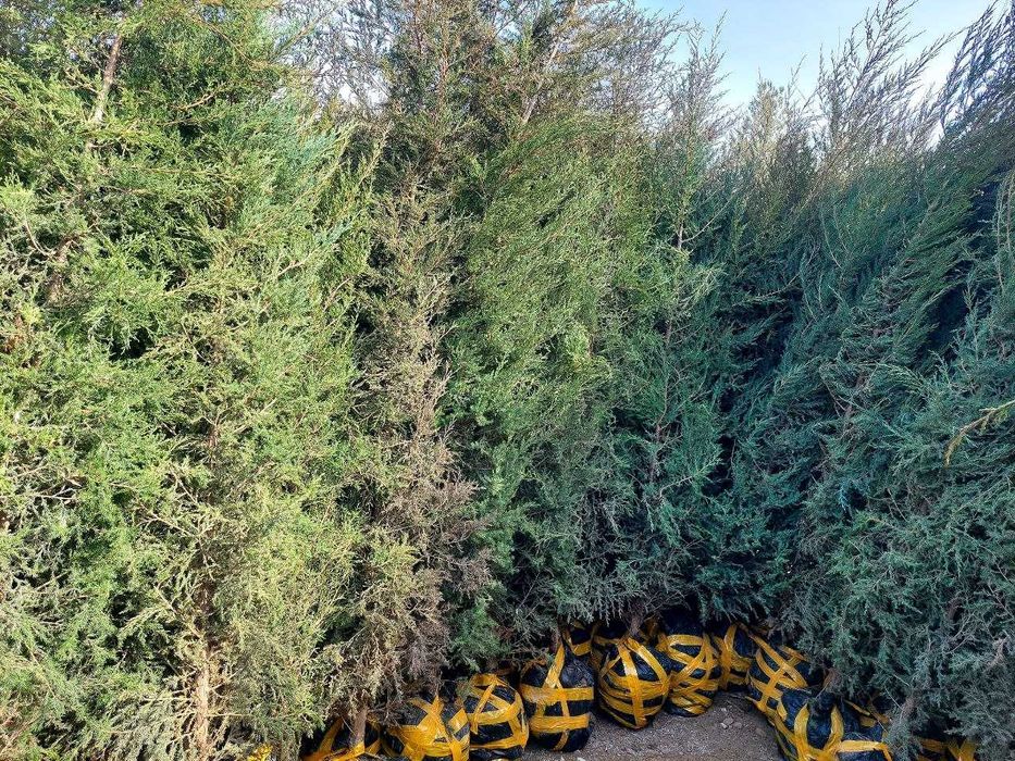 Можжевельниклар аксия нархларда