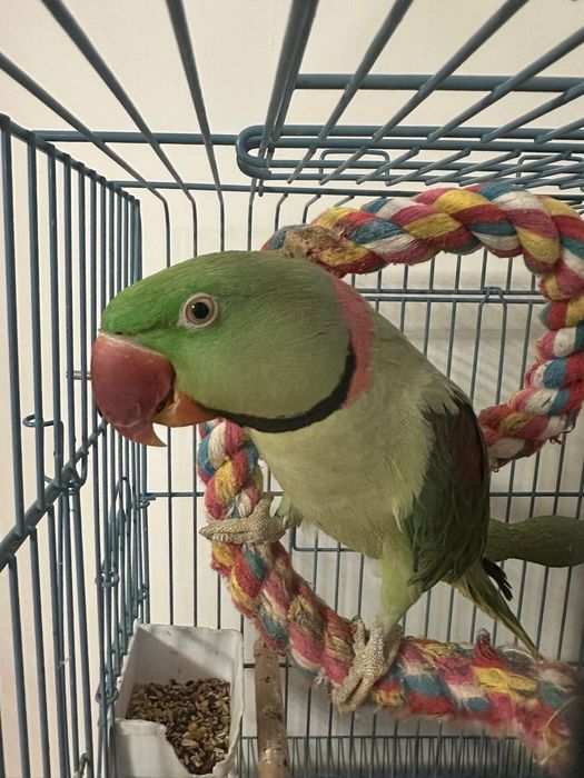 Papagal Marele Alexandru