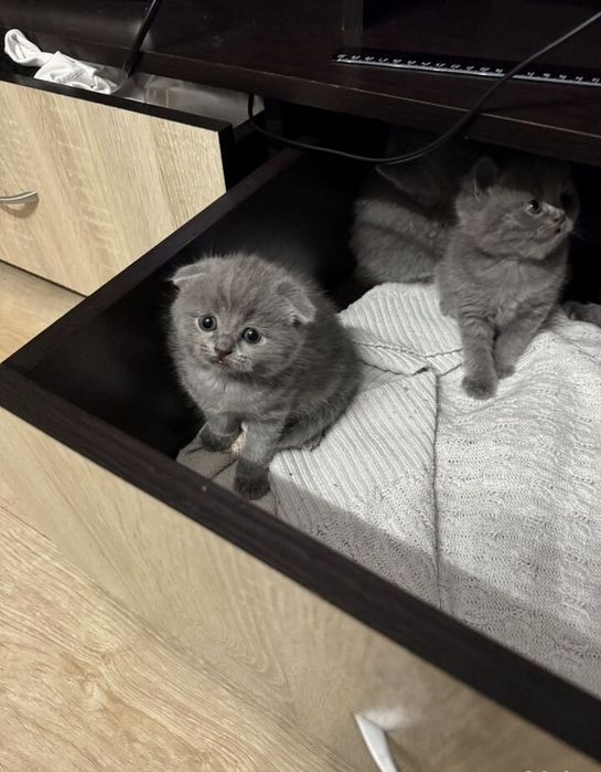 Вислоухие британские котята