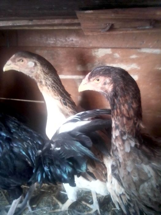 Товук ва хурозлар сотилади