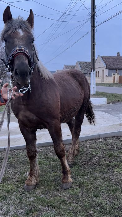 Cal / Manz de vanzare sau schimb cu Vaca/Vitei