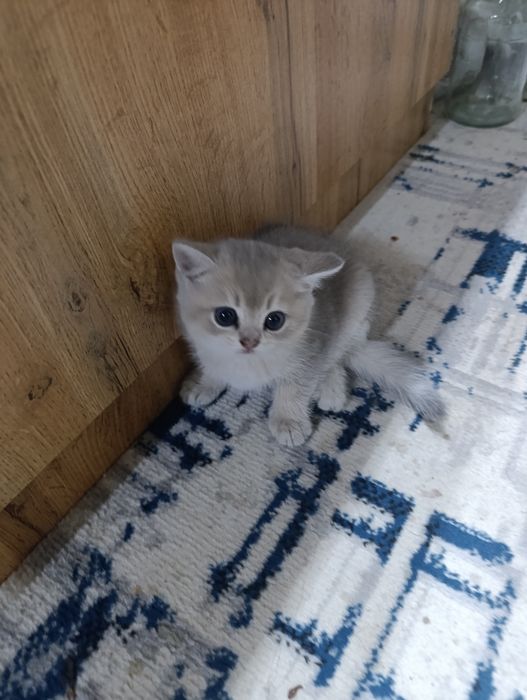 Silver shinshila