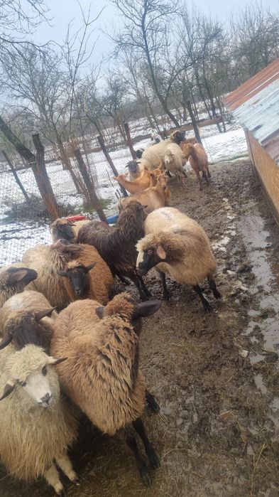 Vand oi gestante și tinere