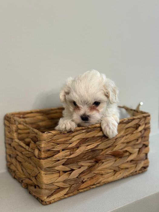 Puiuț Bichon Maltez - vaccinat, deparazitat , crescut in familie