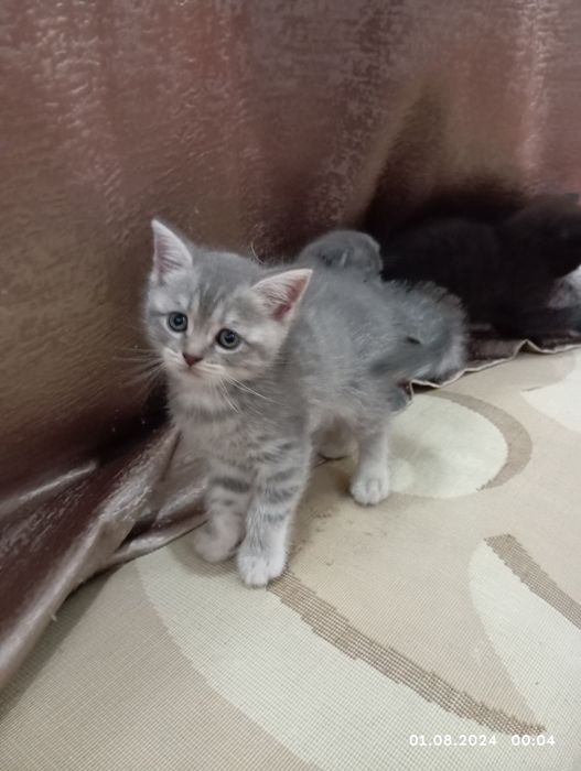 Срочно продам катят 1 мамаша 5 малыша