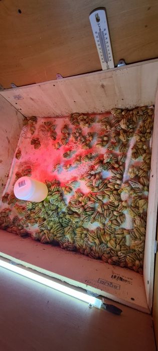 Pui de prepelita de o zi