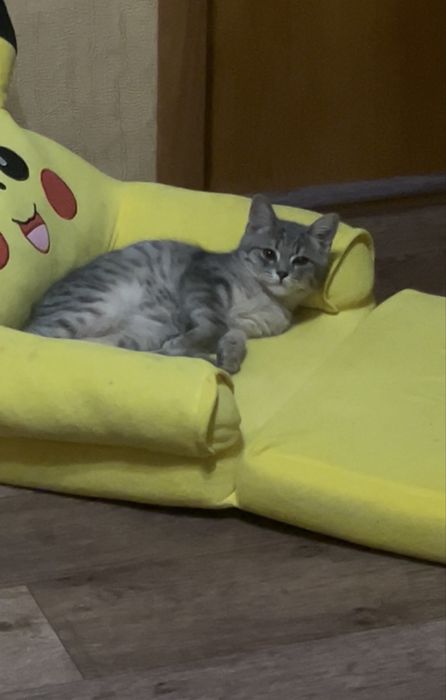 Котенок 3-4 месяца