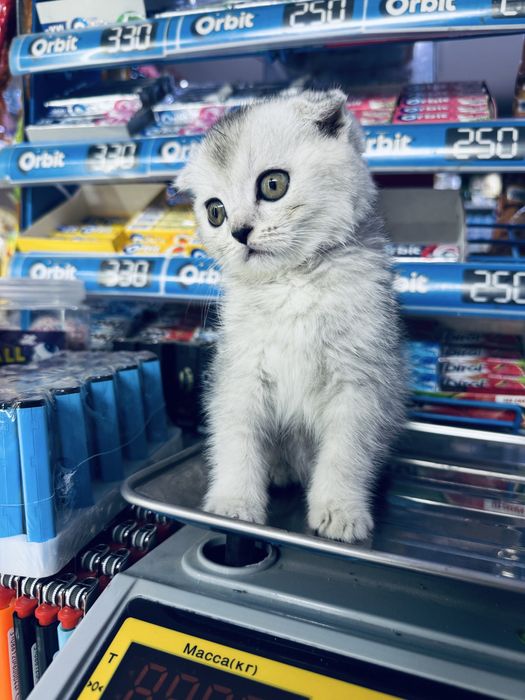 Шотландская кошечка