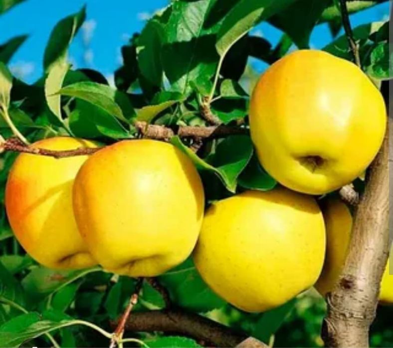 Саженцы яблок .