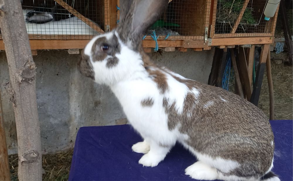 Uriaș german fluture si gri fier