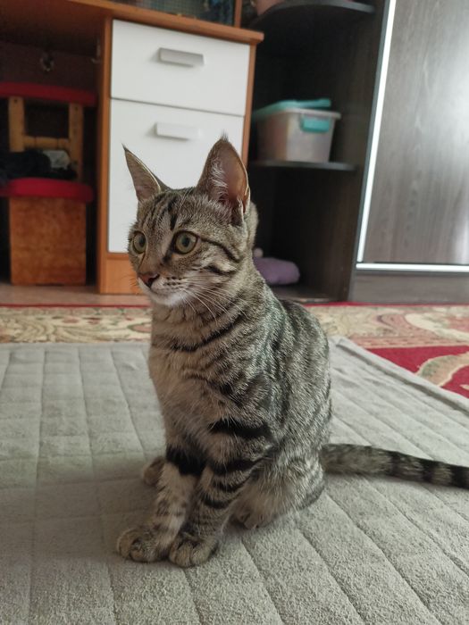 Отдам котенка в добрые руки