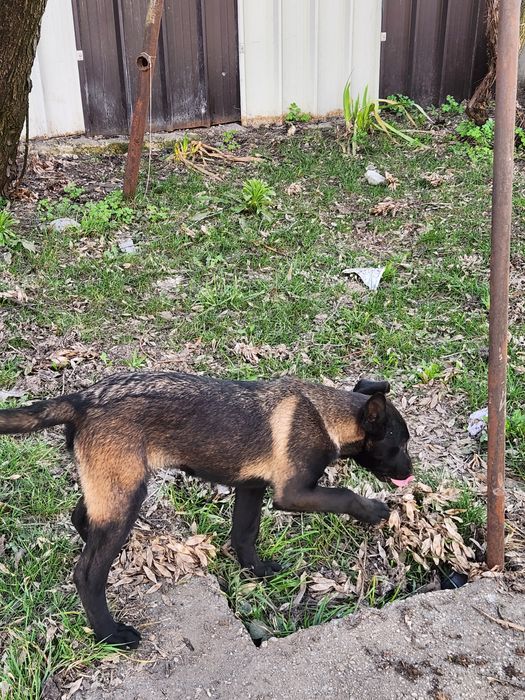 Mascul ciobanesc belgian malinois cu pedigree