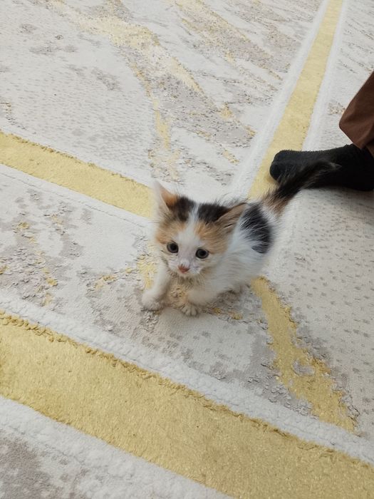 Котенок в добрые руки