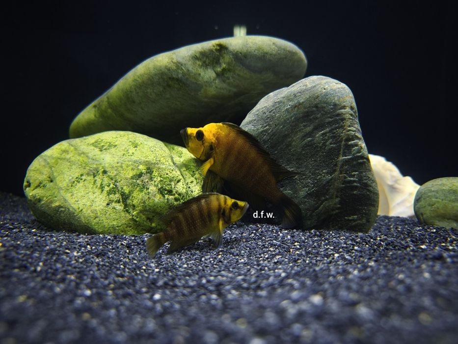 Altolamprologus Compressiceps Gold Head - MUZI