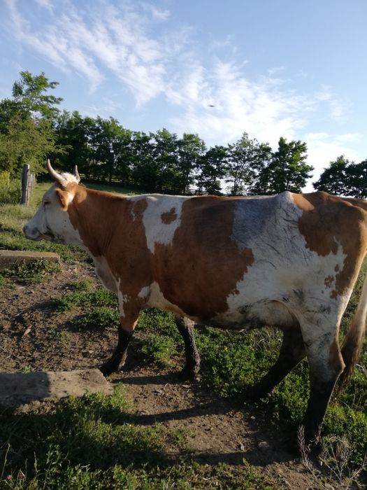 Vaca de. vânzare